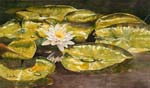 Water lily